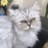 Duman