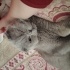 Duman