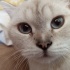 Pamuk