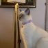 Maya