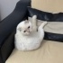 Yuumi