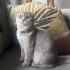Tekila