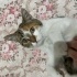 susam