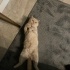 Ares