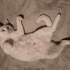 Lali