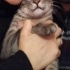 Leon