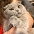 Lola
