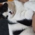 Ferit