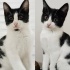 Zeytin ve Şila