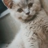Duman