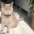 MİLA