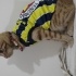 Cafer