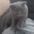 Duman
