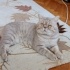Pixel