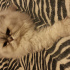Duman