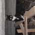 Zeytin