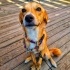Shila