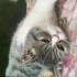 Duman