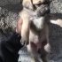 Puglar