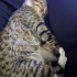 Tom