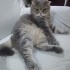 Kaju