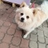 Bulut
