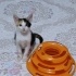Fındık