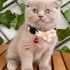 Patik