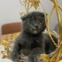 Duman