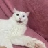 Cino