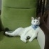 Şakül