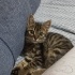 Arya