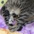 Aslan