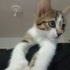 Zeytin