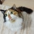 mia
