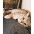 Aslan