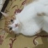 Prens
