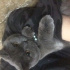 Duman