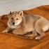Shiba ice