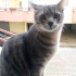 Duman