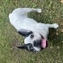 Arya