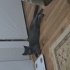 Ares