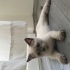 Misket