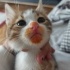 Junior