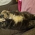 Misha