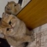 Scottish fold
