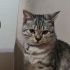 Çakıl