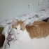 Mısır