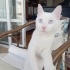 Ares