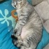 Arya